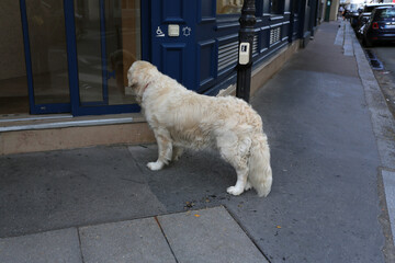 Golden Retriever qui attend son maitre devant l'entrée d'un magasin