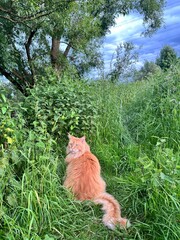Large cat in grass. Red Maine Coon hunting in the wild.