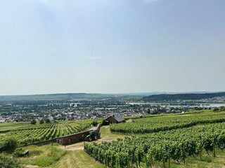 Vineyards in the Rhine Valley in Germany. Grapes