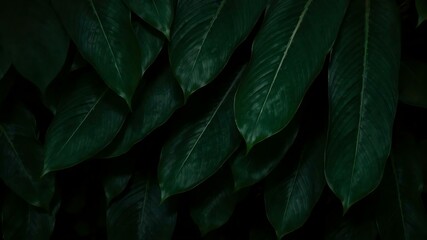 close up of green feathers