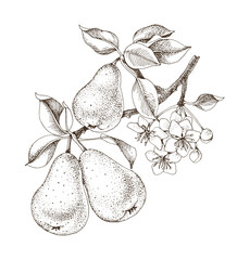 Pear tree branch hand drawn vector © Marina Gorskaya