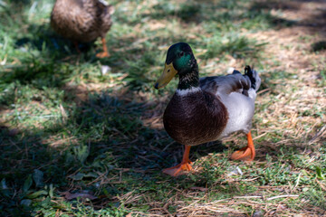 Recreation area in autumn, outdoor cinema, park for recreation, outdoor entertainment, cozy park