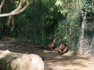 A small Australian marsupial known as the Red-necked Wallaby (Macropus rufogiseus) © manola72