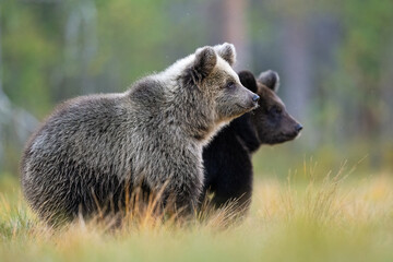 Brown bear cubs in the forest scenery at autumn © Erik Mandre