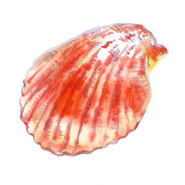 Scallop, bivalve marine mollusk, grooved shell in watercolor. Red Scallop, Calico Scallop, Argopecten Gibbus. This shell's side is convex in shape, in side view. Circular shaped with radiating ribs