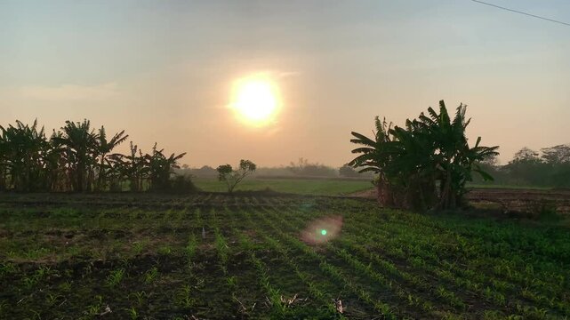 sunrise in indonesia cornfield with green plant and windy wether and beautiful sky