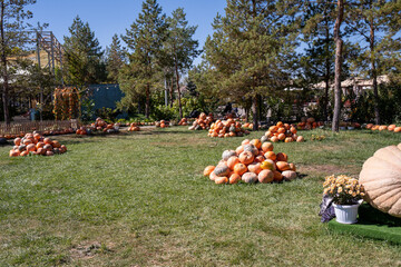 Pumpkin harvest festival, pumpkin picking for halloween, giant pumpkins for competition