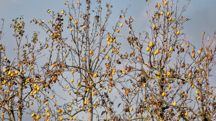 Rows of bare pear trees laden with yellow fruits ready for autumn harvest against a clear sky