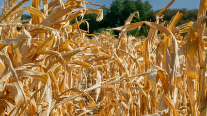 A close-up of dried corn stalks in a field during a drought, illustrating agricultural challenges...
