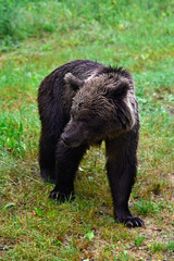 Europäischer Braunbär (Ursus arctos arctos) - Karpaten, Rumänien // European brown bear - Carpathians, Romania © bennytrapp
