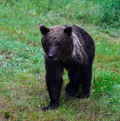 Europäischer Braunbär (Ursus arctos arctos) - Karpaten, Rumänien // European brown bear - Carpathians, Romania © bennytrapp
