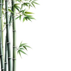 Naklejka premium A serene arrangement of bamboo stalks showcasing vibrant green leaves against a clean white background, ideal for nature themes.