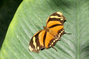 Ein Tigerblattflügel Schmetterling, Consul fabius, auf einem Blatt.