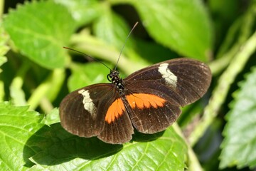 Passionsblumenfalter ( Heliconius ) auf einem Blatt.