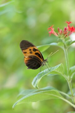 Heliconius numata Schmetterling 