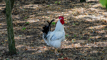 A white rooster with a red comb stands proudly on the forest floor during autumn