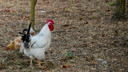 A vibrant rooster and hen foraging on a dry, autumn landscape symbolizing rural life and sustainable farming practices