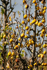 Withered yellow apples hanging on a barren tree symbolize agricultural challenges during autumn...