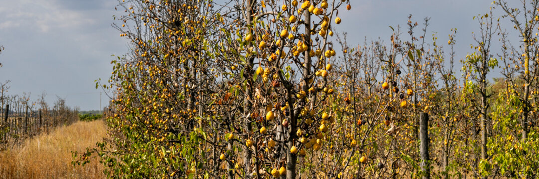 A neglected orchard with withering trees and overripe fruit, illustrating the consequences of climate change and drought on agriculture