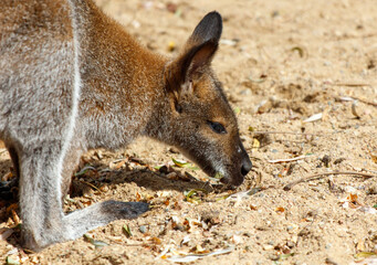 A baby kangaroo is eating grass in the sand