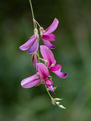 日本の秋の山野の萩の花