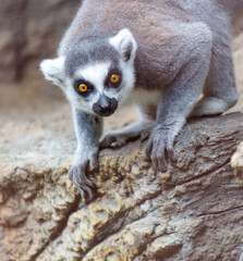 Obraz premium A grey and white lemur is looking at the camera