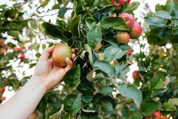 Hand of farmer picking apple from tree
