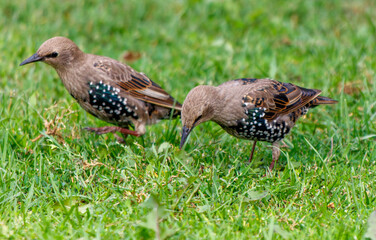 Two birds are standing in a grassy field