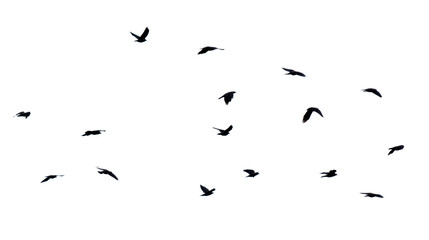 Flock of birds isolated on white background