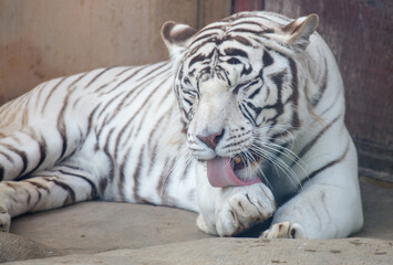 An albino tiger licks its paw