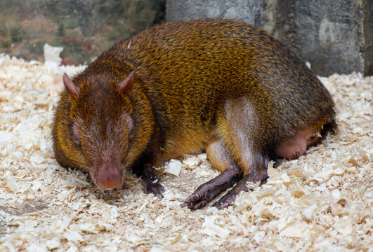 A brown animal is laying on a pile of wood shavings