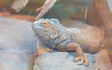 A lizard is laying on a rock in a zoo enclosure