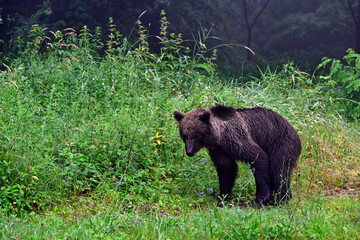 Europäischer Braunbär (Ursus arctos arctos) - Karpaten, Rumänien // European brown bear - Carpathians, Romania © bennytrapp