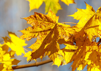 Yellow leaves on a maple tree in autumn