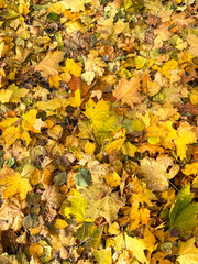 Maple leaves on the ground in autumn