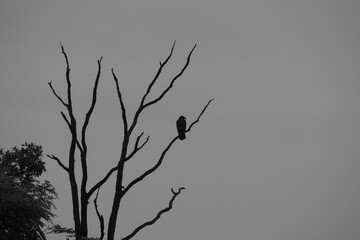 Silhouette einer Krähe auf einem trockenen Baum