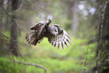 Male Great Grey Owl in Flight Through Forest with Wings Spread