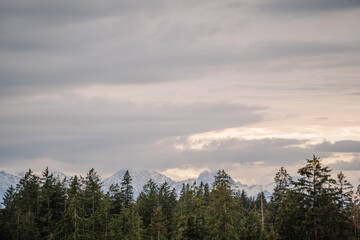A dense forest of tall pine trees with snow-capped mountains in the background under a cloudy sky at dusk..