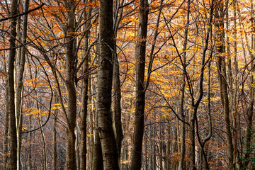 A dense forest showcases intertwining branches and trunks with an array of orange hues, portraying the intricate beauty and unity of natural ecosystems in autumn in Montseny Spain
