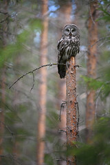 Female Great Grey Owl Perched on Broken Tree in Forest, Portrait Orientation