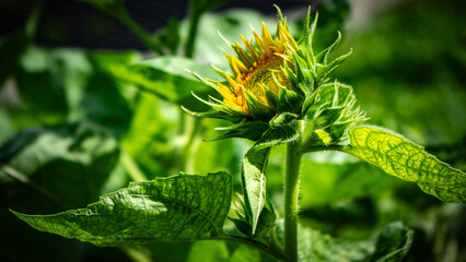 Sunflower in Thailand