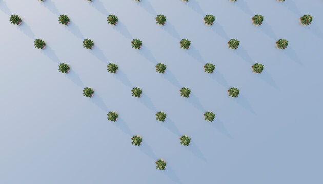 Christmas trees arranged side by side against colored background