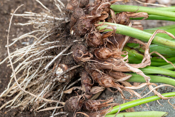 Taro (Colocasia esculenta) harvested in Japan in autumn