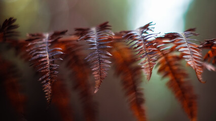 Macro de feuilles de fougère, en automne, dans la forêt des Landes de Gascogne