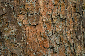 tree bark brown natural material background textured view surface