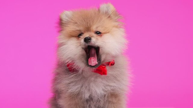 sleepy little Pomeranian spitz dog with red bowtie opening mouth and yawning, licking mouth and sitting in front of pink background