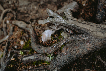 Detailed close-up view of twisted tree roots intertwined with soil and moss in a forest on a sunny afternoon