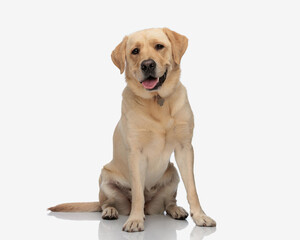 happy labrador retriever dog sticking out tongue and panting