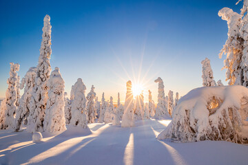 winter landscape with snow covered trees