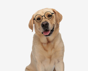 happy labrador retriever dog with glasses sticking out tongue and panting
